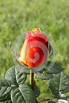 Red rose with yellow nuances photo