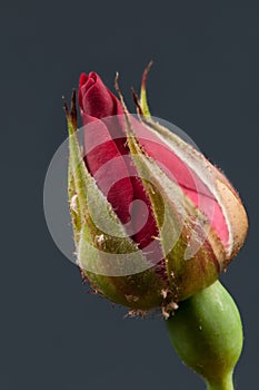 Red rosebud