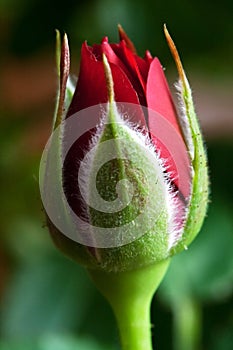 Red Rosebud