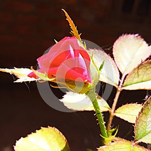 Red RoseBuds in the home gardenÃ°Å¸ÅÂ¹Ã°Å¸ÅÂ¹Ã°Å¸ÅÂ¹
