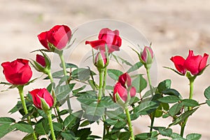 Red rosebush photo