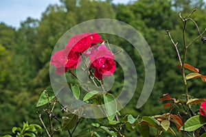 Red Rosebush On A Bokeh Woodland Background.