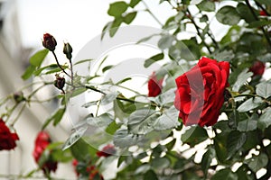 Red rosebush in the city