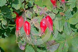 Red rosebush fruits