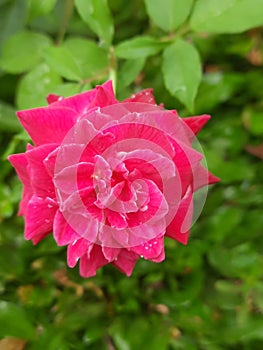 Red Roseflower