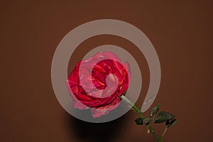 Red roseflower with black background