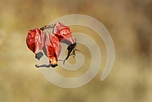 Red rosehip berries