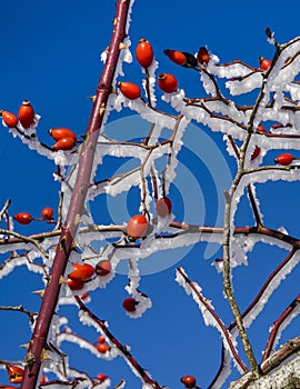 Red rosehip berries under the snow