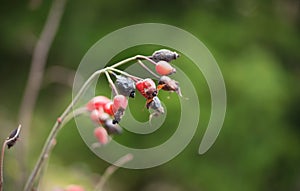 Red rosehip berries in a vegetable garden