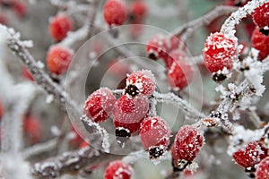 Red rosehip berries in winter frost closeup. macro