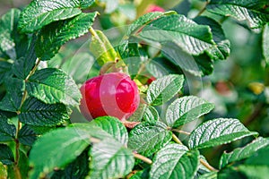 Red rosehip berry on branch with green leaves in sunny summer day. Selective focus