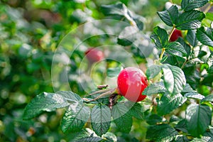 Red rosehip berry on branch with green leaves in sunny summer day. Selective focus, copy space