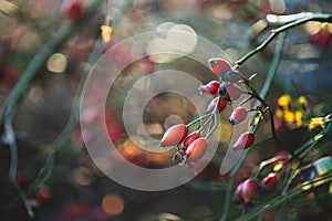 Red rosehip on a branch in autumn sunny weather