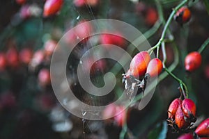 Red rosehip on a branch in autumn sunny weather