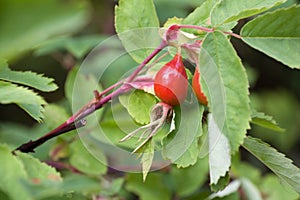 Red Rosehips photo