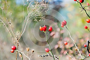 Red rosehips in autumn. on the background