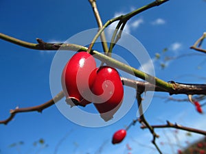 Red rosehips and blue sky