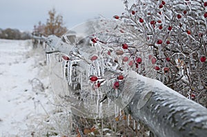 Red rosehips bush covered in ice all over in open landscape