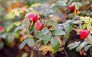 Red rosehips in the fall season