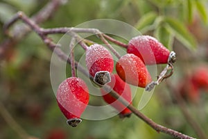 Red rosehips in the snow