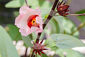 Red roselle flower photo