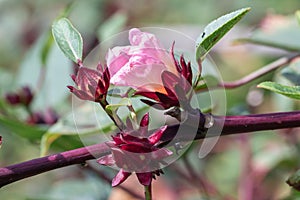 Red Roselle plant in the garden.Known as Jamaica or Carcade plant. Hibiscus sabdariffa photo