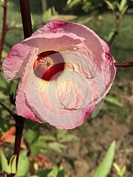 Red Roselle Zinger Hibiscus Pink Blossom - Hibiscus sabdariffa