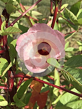 Red Roselle Zinger Hibiscus Pink Blossom - Hibiscus sabdariffa