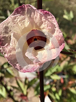 Red Roselle Zinger Hibiscus Pink Blossom - Hibiscus sabdariffa