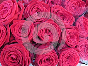 Red roses