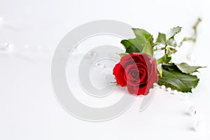 Red roses img