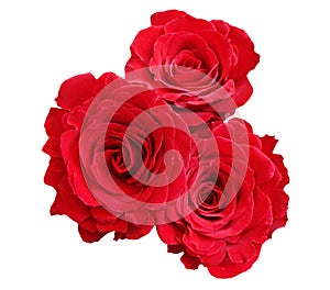 Red roses img