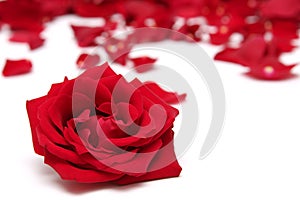 Red roses img