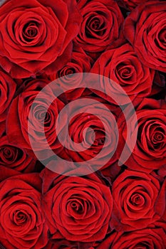 Red roses img
