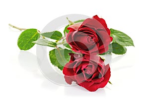 Red roses