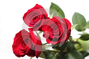 Red roses