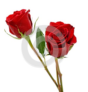 Red roses