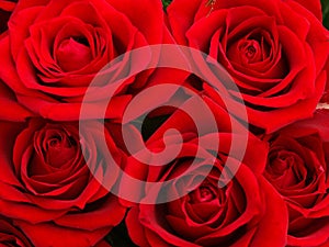 Red roses photo