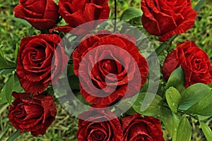 Red roses