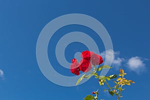 Red roses against a blue sky with some white clouds