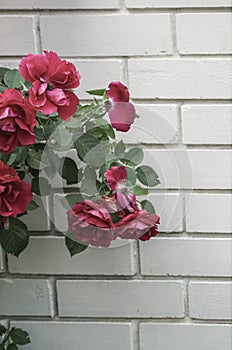 Red roses against wall with copy space