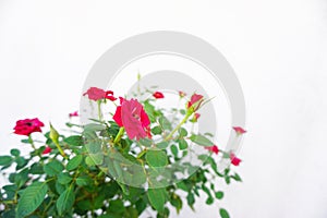 Red roses against white background