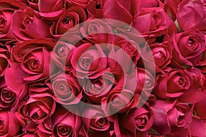 Red Roses as a background