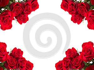 Red roses as frame on white background