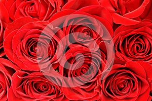 Red roses background