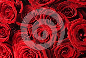 Red Roses Background photo