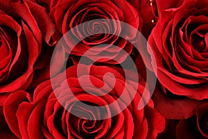 Red roses background