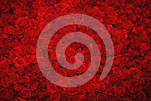 Red roses background