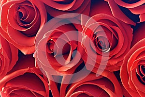 Red roses background. Beautiful up-close flowers buds.