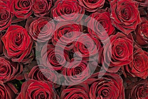 Red roses background. Fresh red and burgundy roses. Red rose buds
